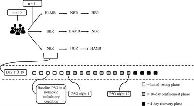 Adult Female Sleep During Hypoxic Bed Rest